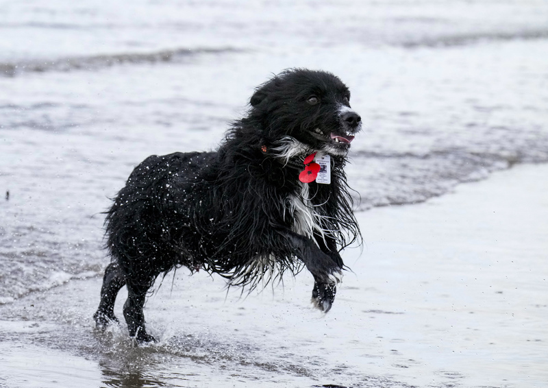 Dogs  Ogmore  026(1).jpg