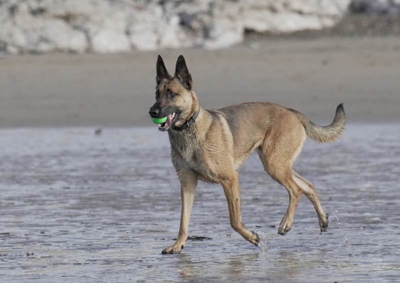 Dogs  Ogmore  027(1).jpg