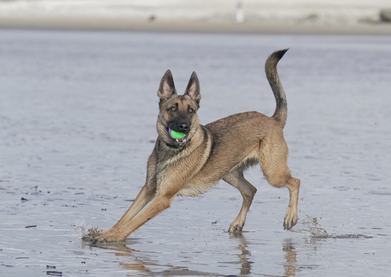 Dogs  Ogmore  029(1).jpg