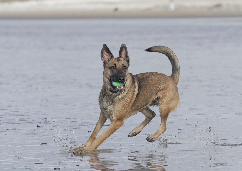 Dogs  Ogmore  030(1).jpg