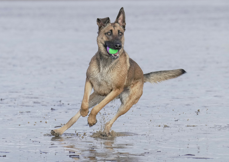 Dogs  Ogmore  031(1).jpg