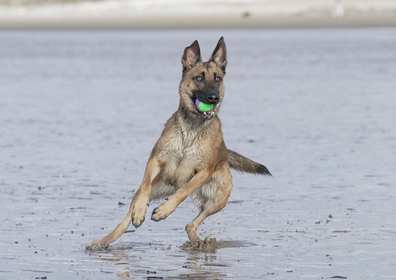 Dogs  Ogmore  032(1).jpg