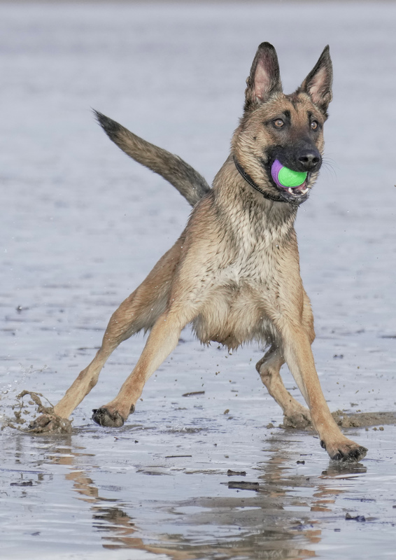 Dogs  Ogmore  033.jpg