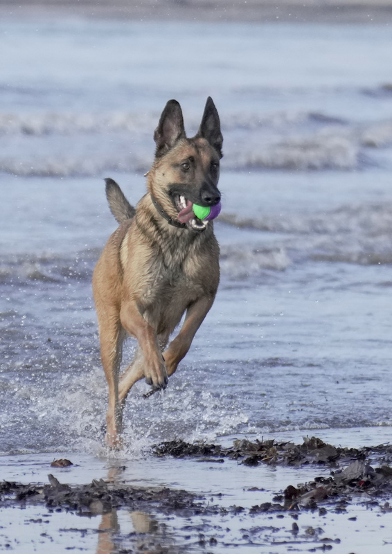 Dogs  Ogmore  034.jpg