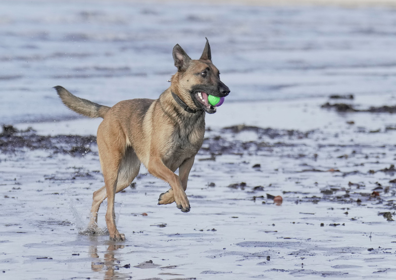 Dogs  Ogmore  035(1).jpg