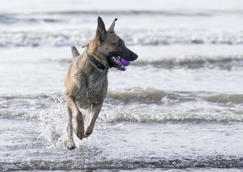 Dogs  Ogmore  037.jpg