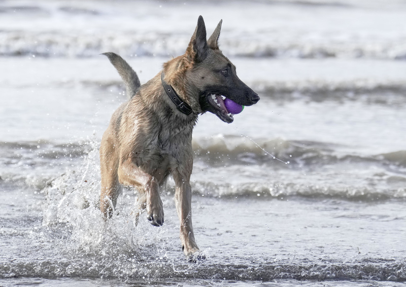 Dogs  Ogmore  038.jpg