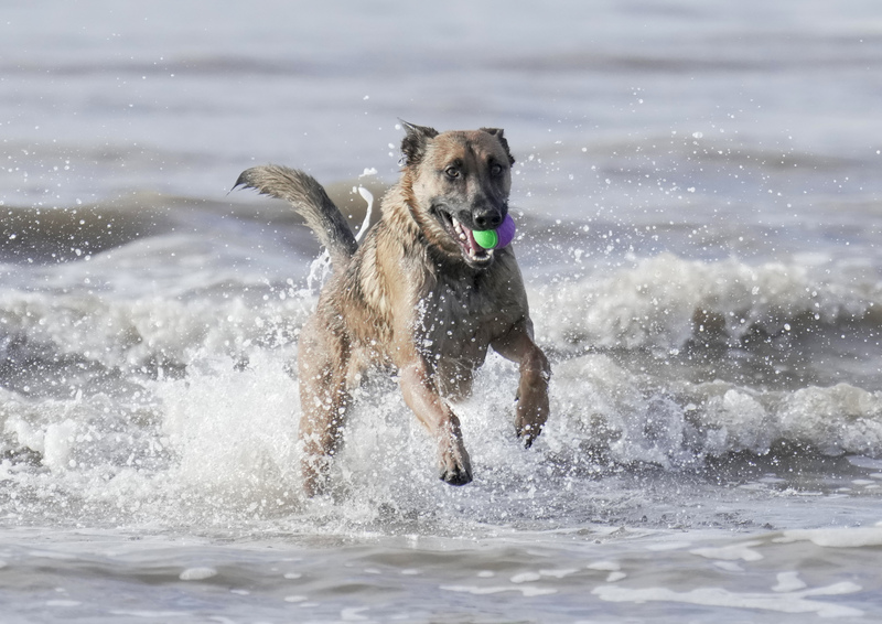 Dogs  Ogmore  039.jpg