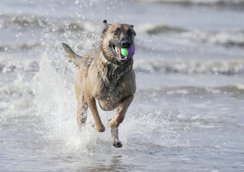 Dogs  Ogmore  040(1).jpg