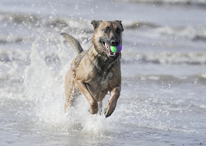 Dogs  Ogmore  041(1).jpg