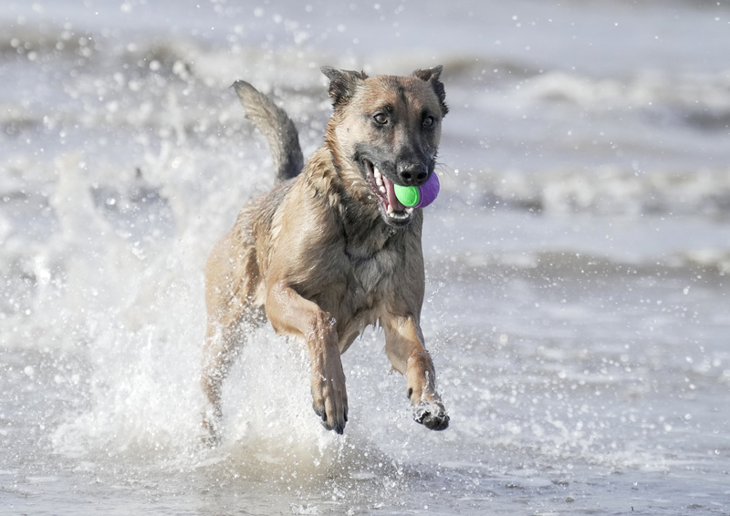 Dogs  Ogmore  042(1).jpg