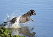 Dog Ogmore  001.jpg