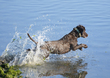 Dog Ogmore  002.jpg