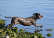 Dog Ogmore  003.jpg