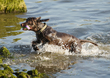 Dog Ogmore  004.jpg