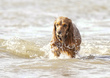 Dogs  Ogmore  001.jpg