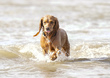 Dogs  Ogmore  002.jpg