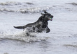 Dogs  Ogmore  003(1).jpg