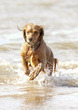 Dogs  Ogmore  003.jpg
