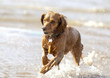 Dogs  Ogmore  004.jpg