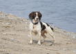 Spaniel  Ogmore  001.jpg