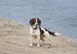 Spaniel  Ogmore  002.jpg