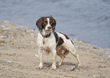 Spaniel  Ogmore  003.jpg