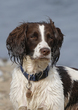 Spaniel  Ogmore  004.jpg