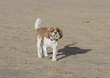 Spaniel Porthcawl  003.jpg