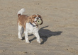 Spaniel Porthcawl  007.jpg