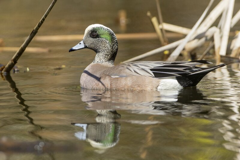 americanwidgeon-3471.jpg