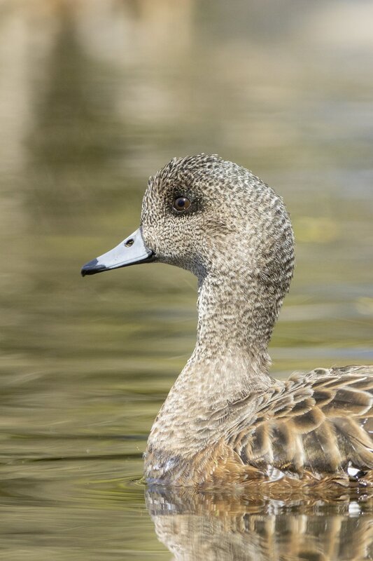 americanwidgeon-3477.jpg