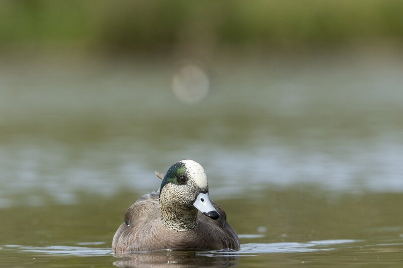 americanwidgeon-3609.jpg
