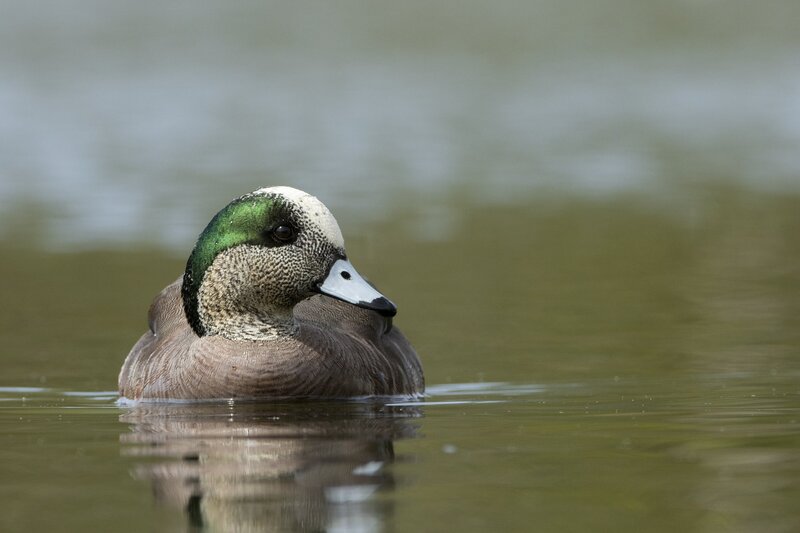 americanwidgeon-3612.jpg