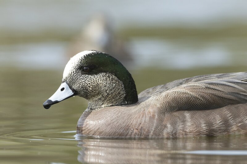 americanwidgeon-3616.jpg