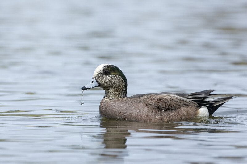 americanwidgeon-3733.jpg