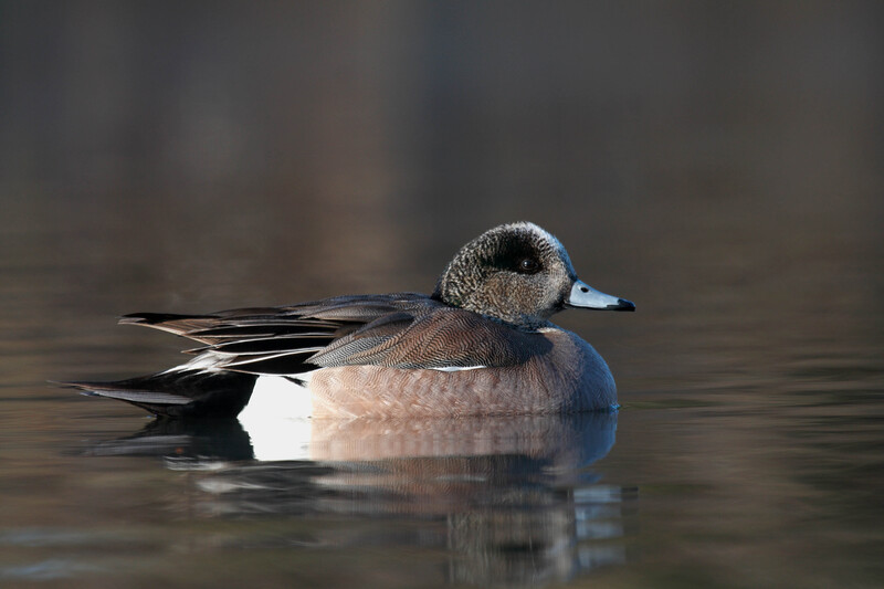 americanwidgeon1031(1).jpg :: Edmonton - 2009