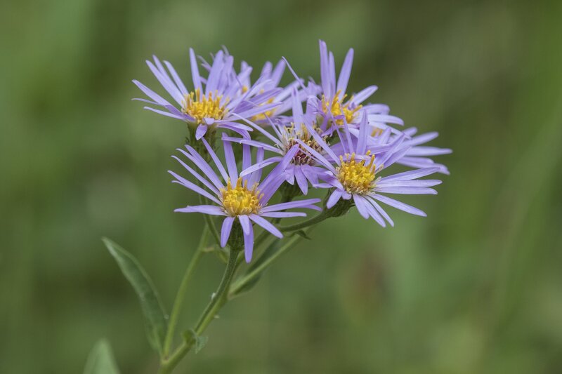 aster-2485.jpg :: Aster wildflower