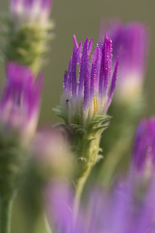 aster-2925.jpg :: Aster wildflower