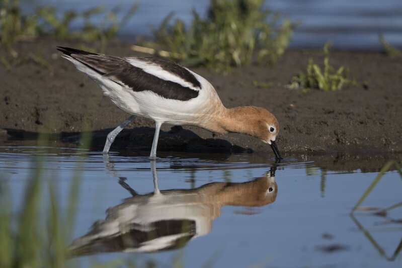 avocet9363(1).jpg
