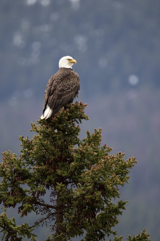 baldeagle-0713.jpg
