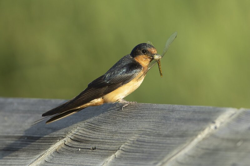 barnswallow-4597.jpg