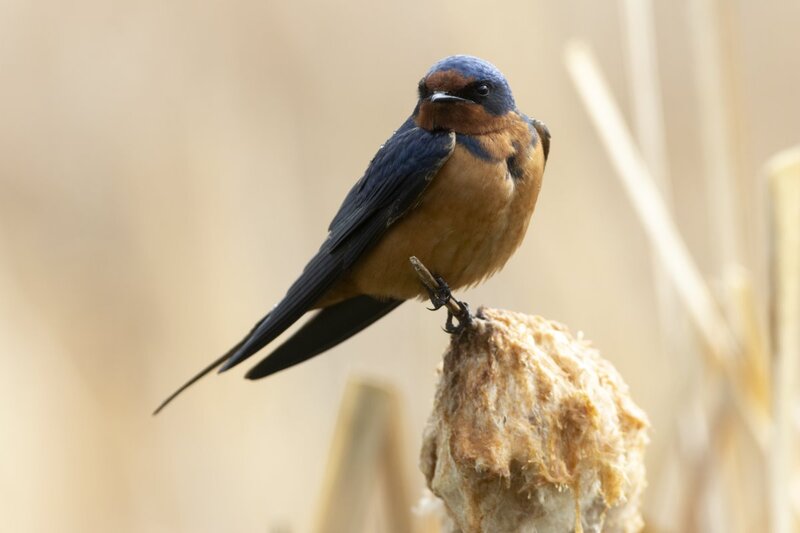 barnswallow1934.jpg