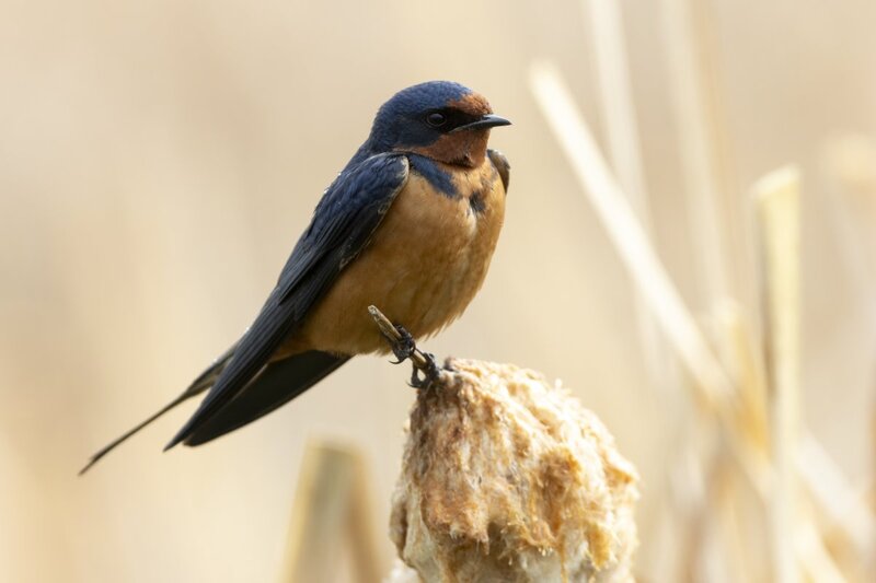 barnswallow1935.jpg