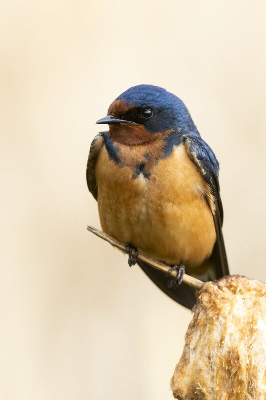 barnswallow1937.jpg