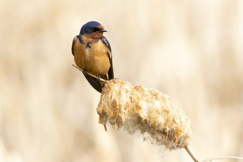 barnswallow1938.jpg