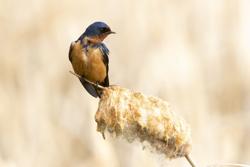 barnswallow1942.jpg
