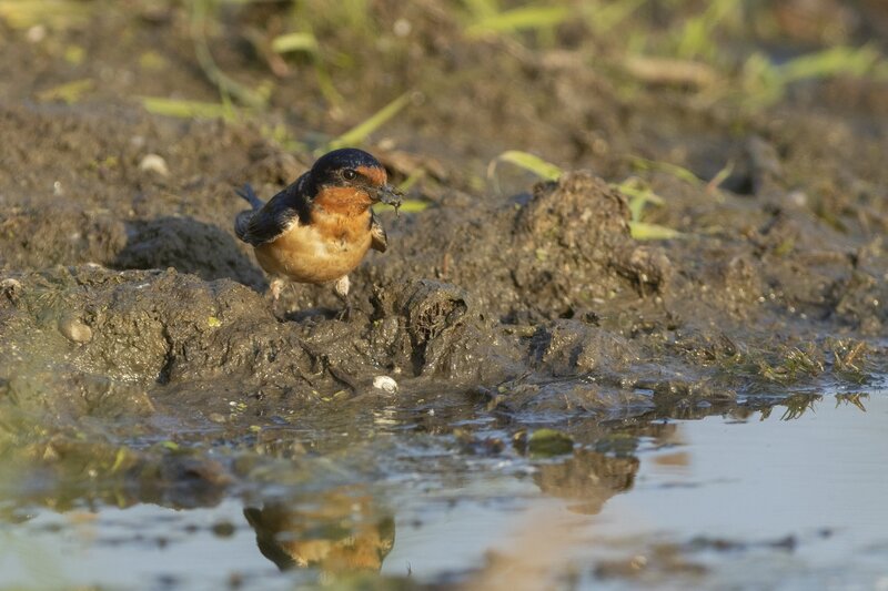 barnswallow5-2.jpg