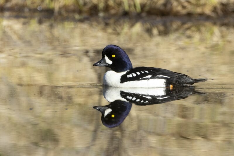 barrowsgoldeneye1443.jpg