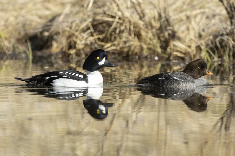 barrowsgoldeneye1444.jpg